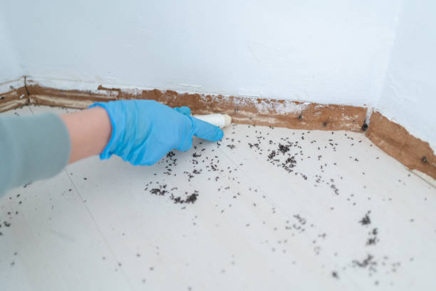 Best Affordable Pest Control Services  in Fillmore, UT